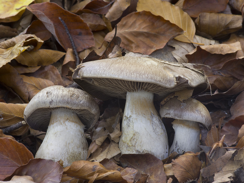 Cortinarius infractus